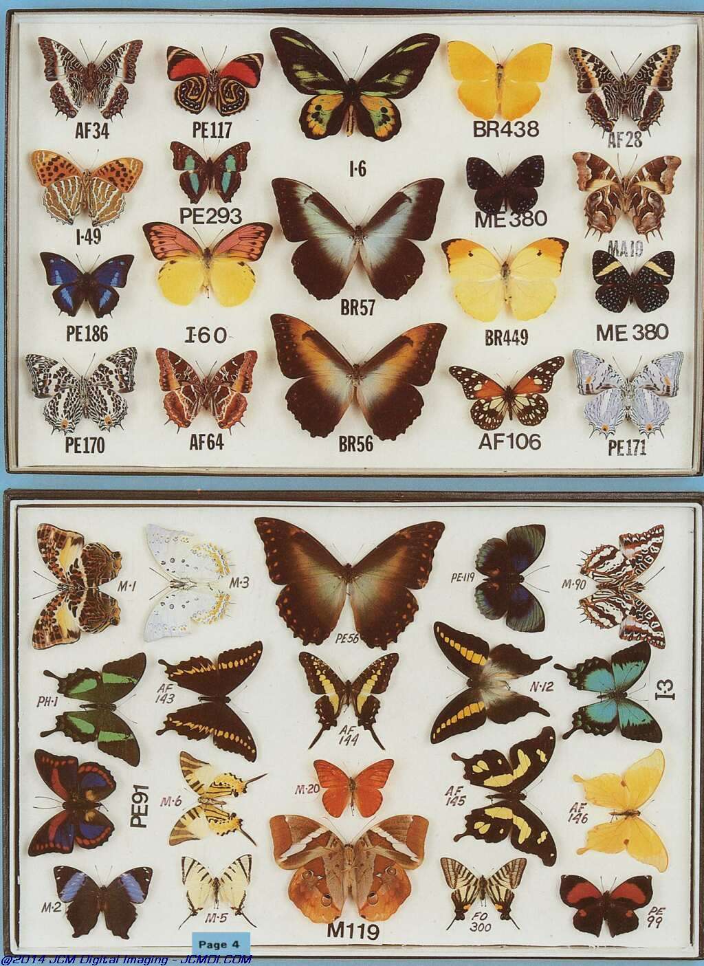 The Butterfly Company (NY) 6 Page catalog (1982)